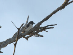 Artamus leucorynchus