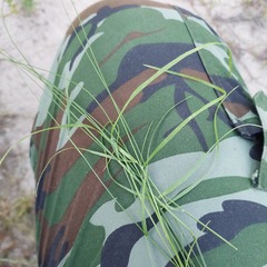 Poaceae