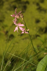 Silene flos-cuculi