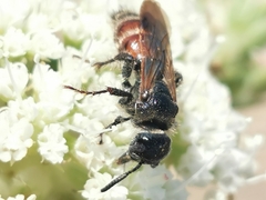 Colpa quinquecincta