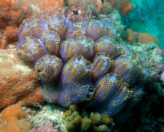 Botrylloides magnicoecus