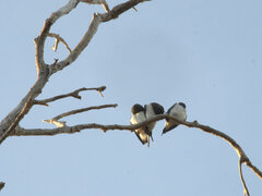 Artamus leucorynchus