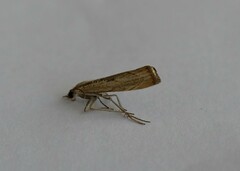 Agriphila geniculea
