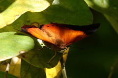 Charaxes bernardus