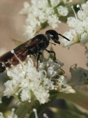 Colpa quinquecincta