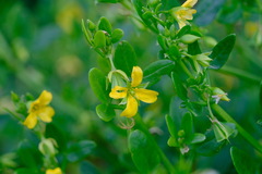 Roepera billardierei