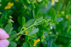 Roepera billardierei