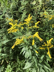 Solidago gigantea