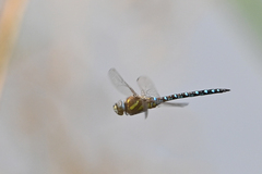 Aeshna mixta