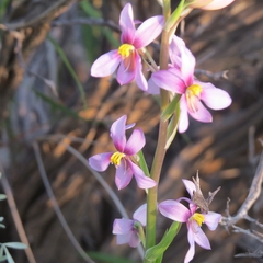 Cyanella orchidiformis