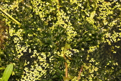 Lagarosiphon major