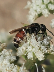 Colpa quinquecincta