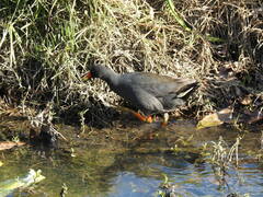 Gallinula tenebrosa