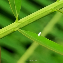 Eurema hecabe
