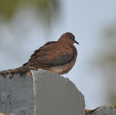 Streptopelia senegalensis
