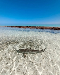 Carcharhinus melanopterus