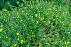 Roepera billardierei