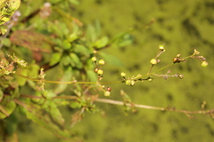 Scrophularia auriculata