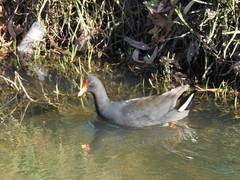Gallinula tenebrosa