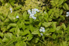 Myosotis scorpioides