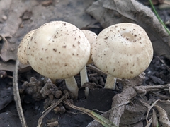 Lepiota cristata