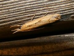 Agriphila geniculea