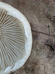 Lepiota cristata