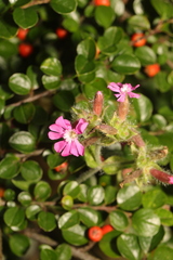 Silene dioica