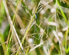 Lestes inaequalis