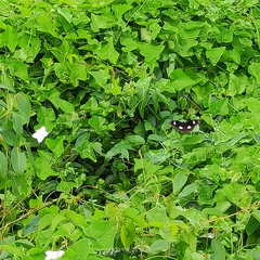 Hypolimnas bolina