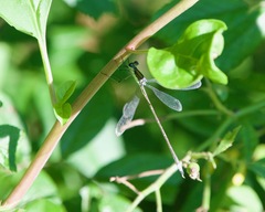 Lestes inaequalis