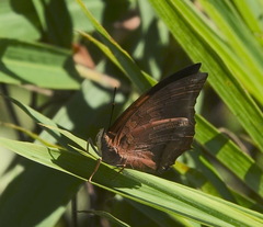 Charaxes bernardus