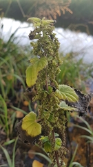 Urtica dioica