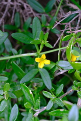 Roepera billardierei