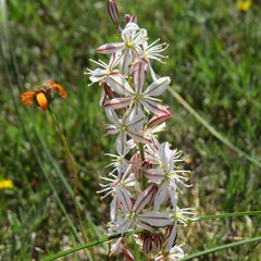 Asparagales