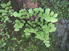 Adiantum poiretii