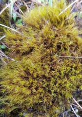 Flexitrichum gracile