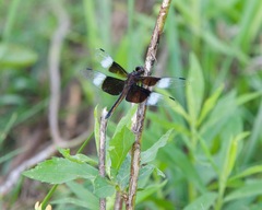 Libellula luctuosa