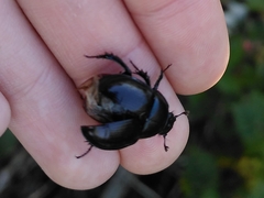 Geotrupidae