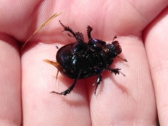 Geotrupidae