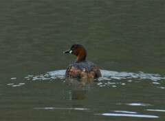 Tachybaptus ruficollis capensis