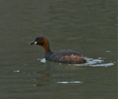 Tachybaptus ruficollis capensis