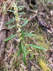 Pimelea axiflora axiflora