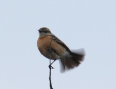 Saxicola torquatus