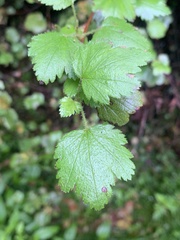 Ribes dugesii