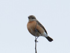 Saxicola torquatus