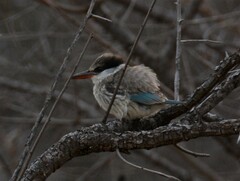 Halcyon chelicuti chelicuti