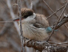 Halcyon chelicuti chelicuti