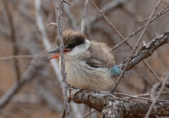 Halcyon chelicuti chelicuti