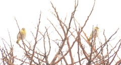 Ploceus velatus